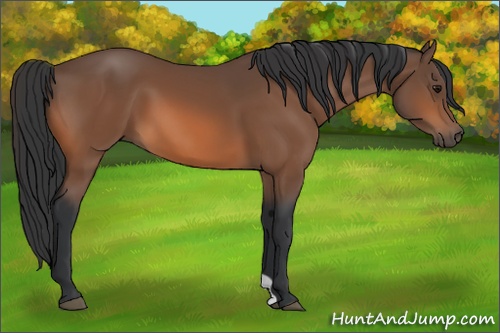 Horse Color: Bay 