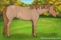 Horse Color:Red Roan 