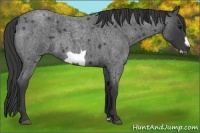 Horse Color:Blue Roan Frame 
