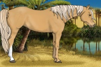 Horse Color:Palomino 