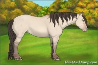 Horse Color:Amber Champagne Dun 
