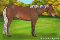 Horse Color:Silver Bay