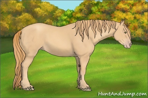 Horse Color:Gold Champagne 