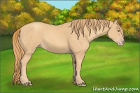 Horse Color:Gold Champagne