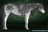 Horse Color:White Spotted Blue Roan Rabicano Brindle
