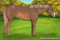 Horse Color:Chestnut Splash 