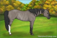 Horse Color:Grullo Rabicano 