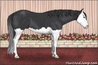 Horse Color:Brown Splash