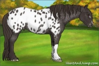 Horse Color:Liver Chestnut Near Leopard Rabicano 