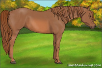 Horse Color:Liver Chestnut 