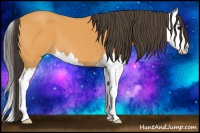 Horse Color:Buckskin Splash 