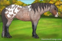 Horse Color:Bay Roan Splash Appaloosa 