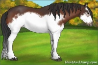 Horse Color:Bay Splash Frame