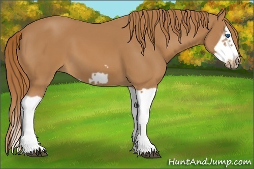 Horse Color:Chestnut Splash Frame