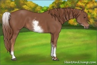 Horse Color:White Spotted Chestnut Sabino