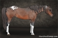 Horse Color:Bay Sabino Tobiano Blanket 