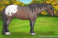 Horse Color:Brown Roan Snowcap 