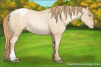 Horse Color:Smoky Black Pearl Appaloosa Rabicano 