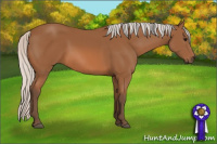 Horse Color:Silver Bay Sabino