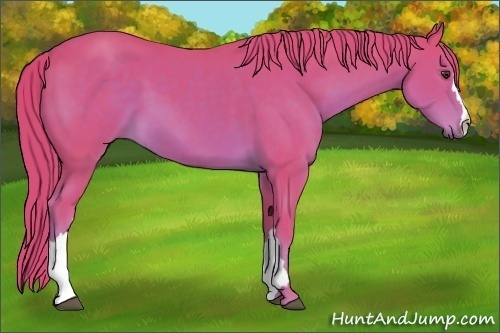 Horse Color: Unknown 