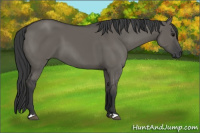 Horse Color:Grullo