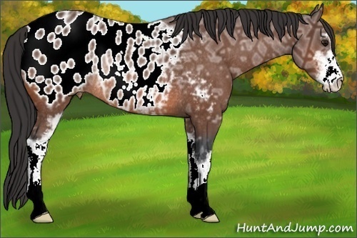 Horse Color:Bay Ice Roan Sabino Appaloosa Rabicano