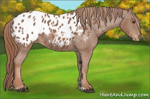 Horse Color: Chestnut Blanket 