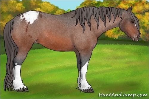 Horse Color: Bay Blanket 