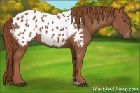 Horse Color:Chestnut Blanket 