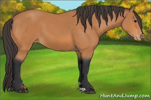 Horse Color: Bay Varnish 