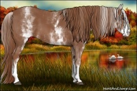 Horse Color:White Spotted Chestnut Sabino