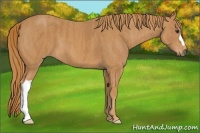 Horse Color:Chestnut  Brindle