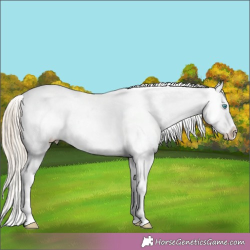 Horse Color: Chocolate Palomino Pearl Snowcap  Brindle