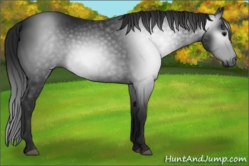Horse Color:Gray Black 