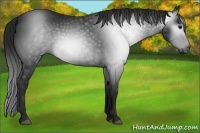 Horse Color:Gray Black 