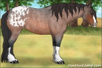 Horse Color:Bay Roan Splash Tobiano Appaloosa