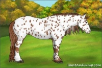 Horse Color:Chestnut Near Leopard 