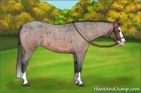 Horse Color:Bay Roan Splash Appaloosa 