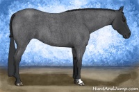 Horse Color:Blue Roan 