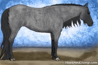 Horse Color:Blue Roan 