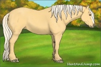 Horse Color:Palomino 