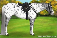 Horse Color:White Spotted Blue Roan Splash Frame Appaloosa 