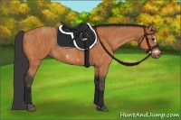 Horse Color:Bay Splash Frame  Brindle