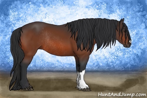 Horse Color: Bay Rabicano 