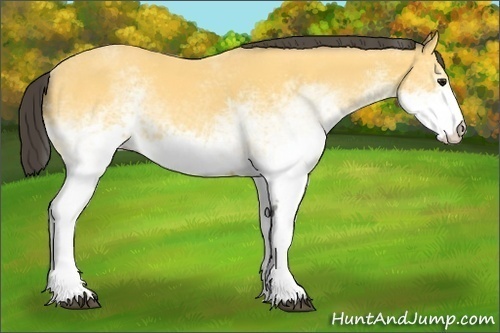 Horse Color:White Spotted Buckskin 