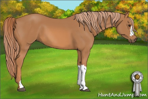 Horse Color: Chestnut 