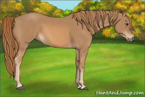 Horse Color: Chestnut 