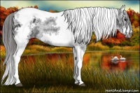Horse Color:White Spotted Black Splash Tobiano Frame Appaloosa 