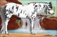Horse Color:White Spotted Black Splash Tobiano Frame Appaloosa