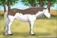 Horse Color:Silver Black Splash 